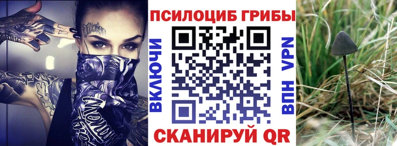 Галлюциногенные грибы Psilocybe  блэк спрут сайт  Курганинск 